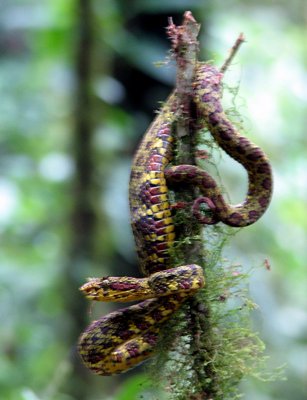 eyelash palm pitviper