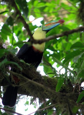 toucan