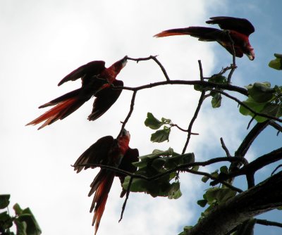 scarlet macaws