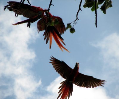 scarlet macaws