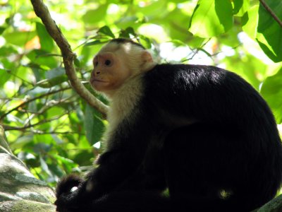 white-throated capuchin