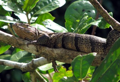 iguana