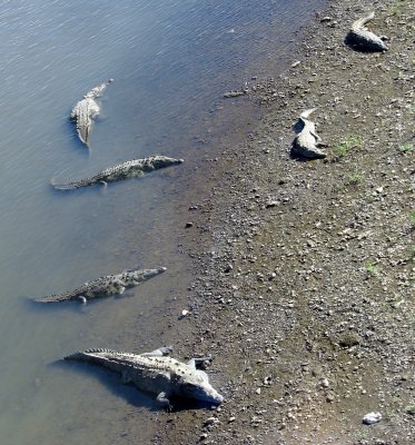crocs from the bridge