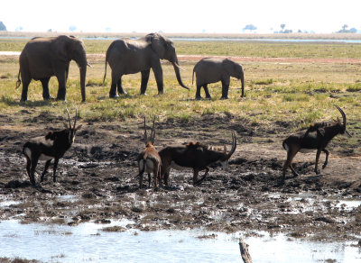 by the water hole