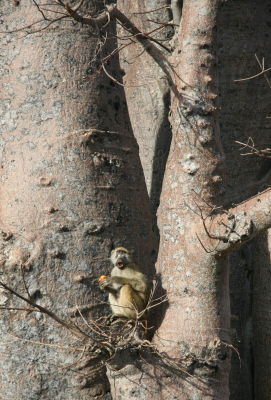 baobab tree with monkey