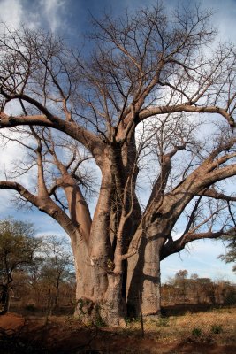 baobab tree