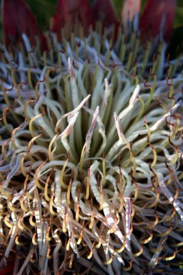 protea