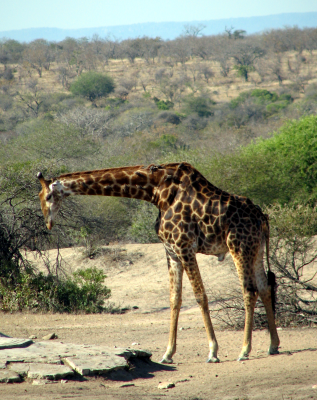 southern giraffe