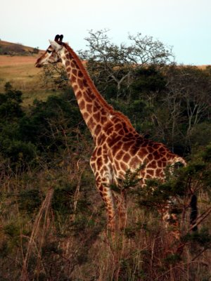 southern giraffe
