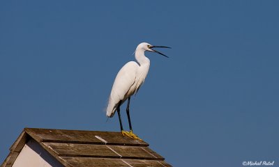 IMG_0270.jpg
