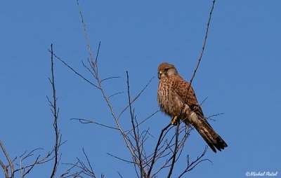 IMG_0226.jpg