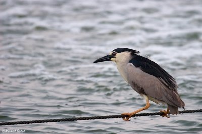 IMG_4322.jpg