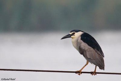 IMG_4330.jpg