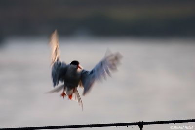 IMG_4365.jpg