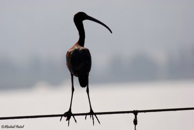 IMG_4391.jpg