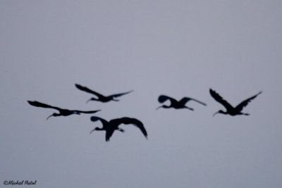 IMG_4334.jpg