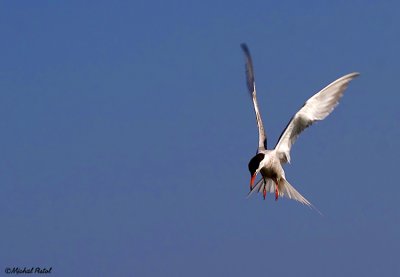 IMG_4416.jpg