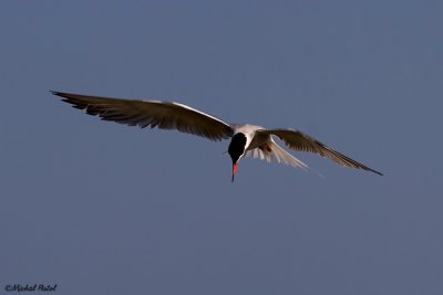 IMG_4419.jpg