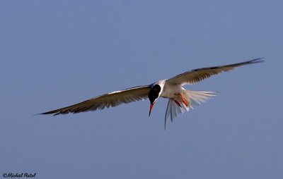 IMG_4420.jpg
