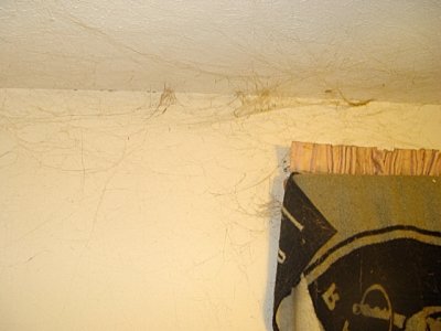 Cobwebs in master bedroom.