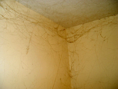 More cobwebs.