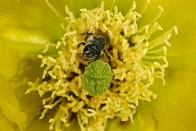 Bee in Cactus Bloom
