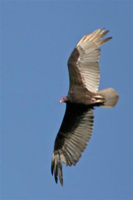 Black Vulture in flight