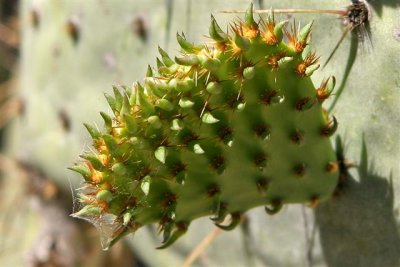 Prickly Pear