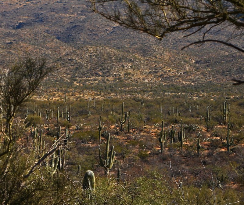 Saguaro Forest, Saguaro National Park East