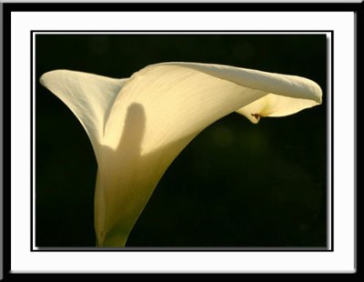 Lilly at Sundown