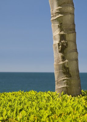 Lonely palm