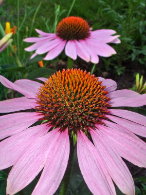 Beautiful flowers in Lithuania