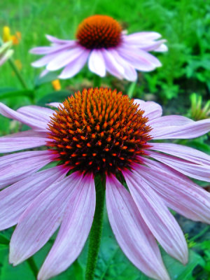 Beautiful flowers in Lithuania