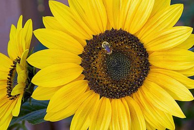 126_2644 sunflower.jpg