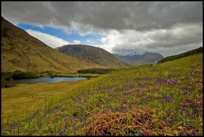 Bluebells in Glen Etive