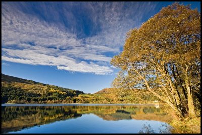 Loch Chon Tree
