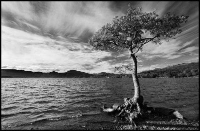 Lone tree