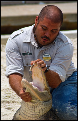 Alligator Wrestling