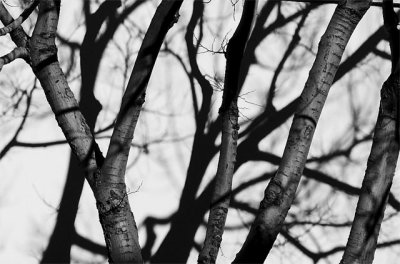 20070112 / forested