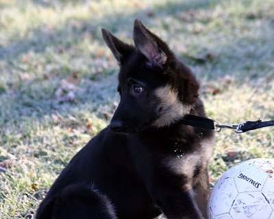 Kommandant Zeus @ 10 weeks old