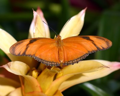 Butterfly2.jpg