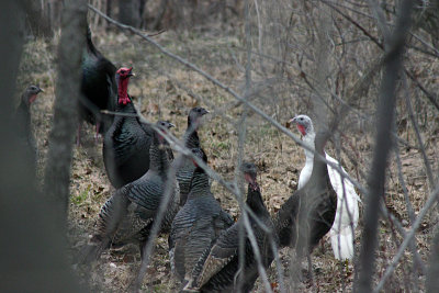 Turkeys1.jpg