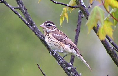 Female rose-breasted grosebeak