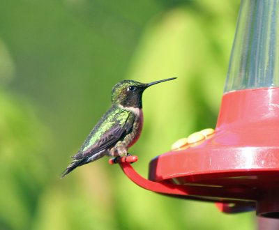  humming 1