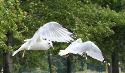  gulls in flight