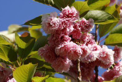 Prunus