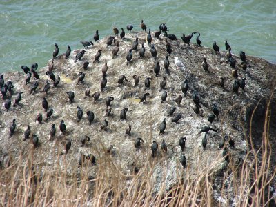 birds