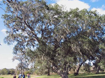 tree.jpg