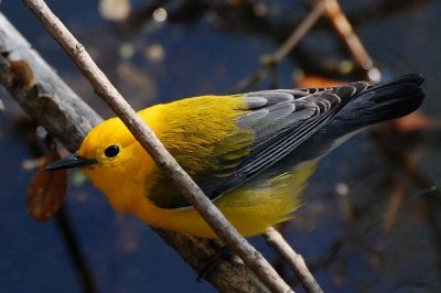 ProthonotaryWarbler2.jpg.JPG