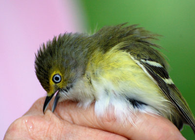 White-Eyed Vireo_2.JPG